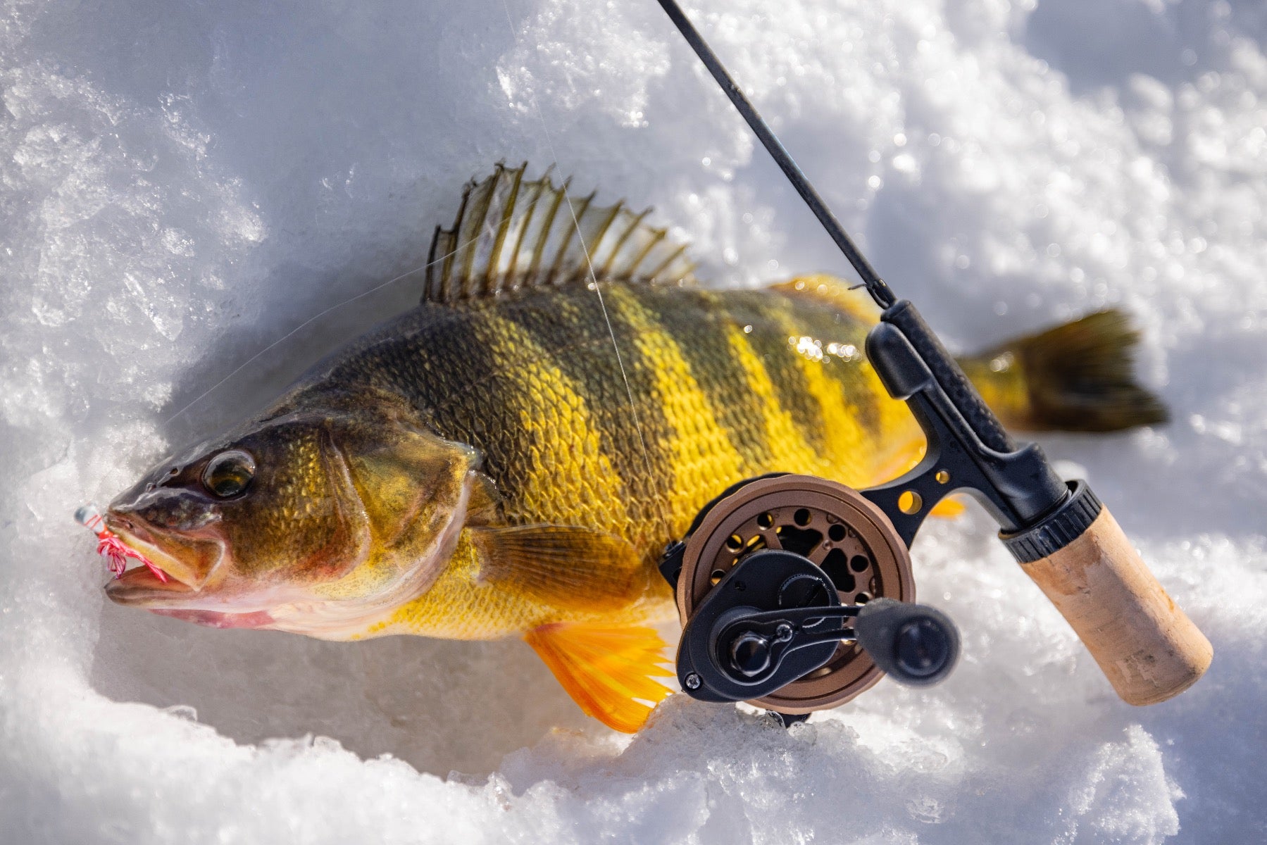 clam ice fishing rods and reels pink Clam Pro Tackle 14564 CPT Frost Line Fluorocarbon - 6lb - Metered (Pink/Clr)