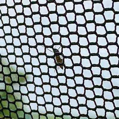 Bug Free