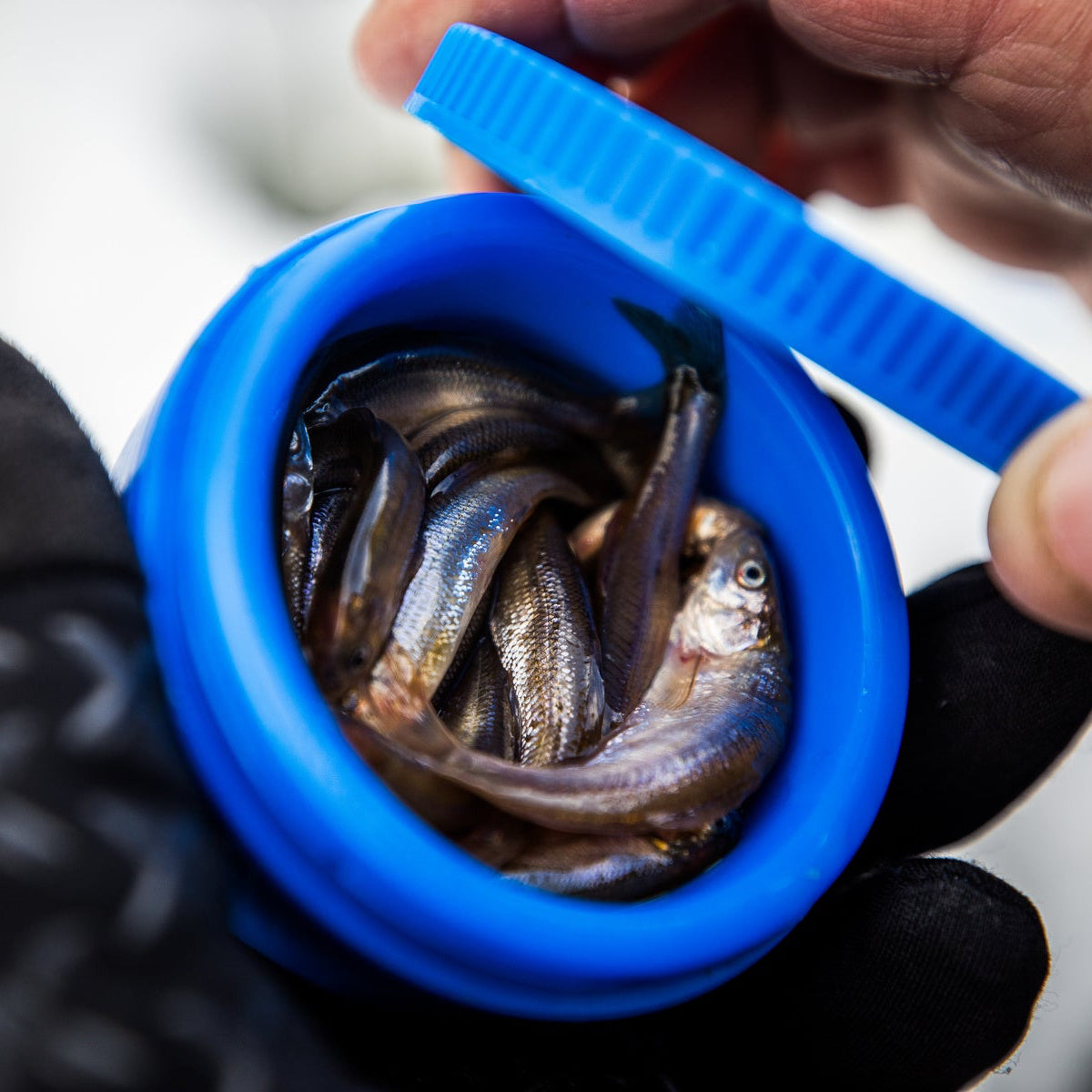 Bait Puck