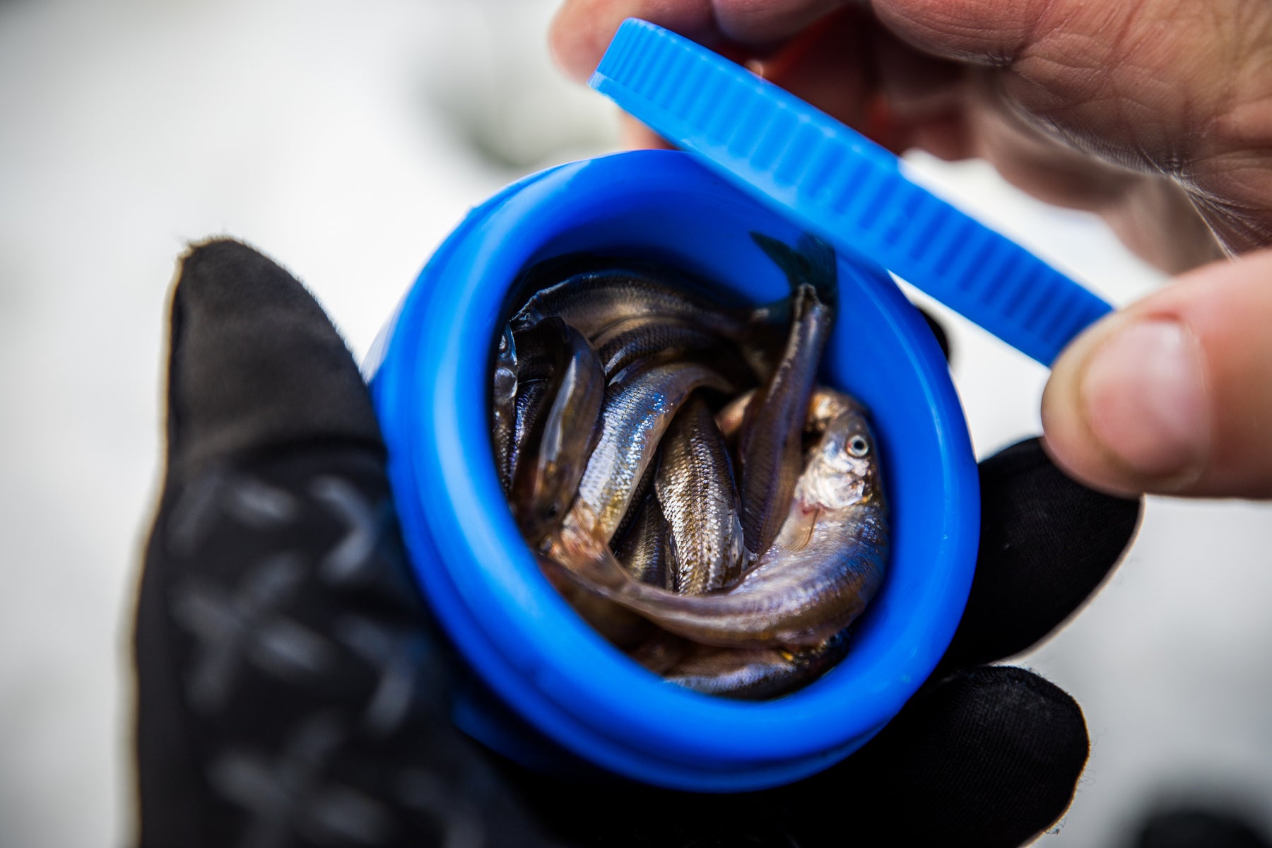 Bait Puck