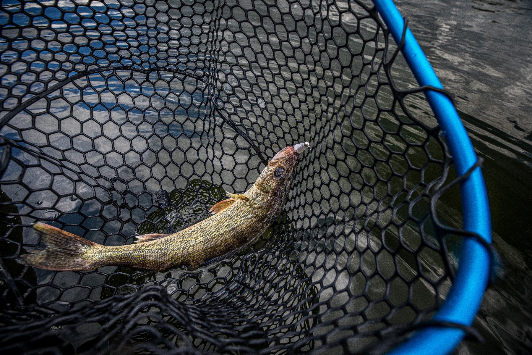 Fortis 175 Rubber Net
